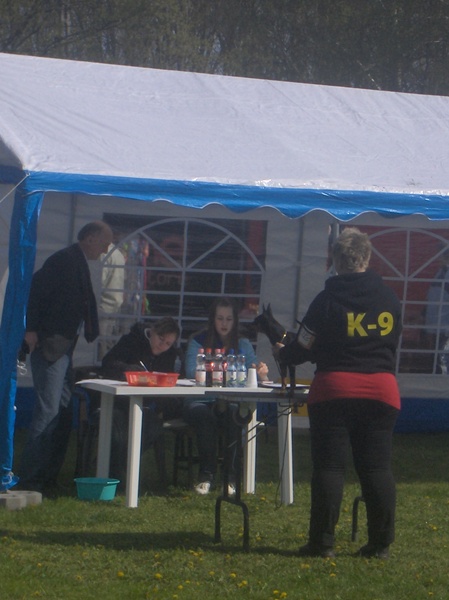 Gyula CAC trpe pinscher kp 2