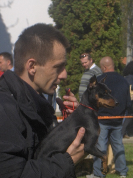 Gyula CAC trpe pinscher kp 3
