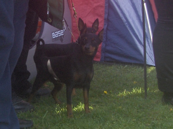 Gyula CAC trpe pinscher kp 5