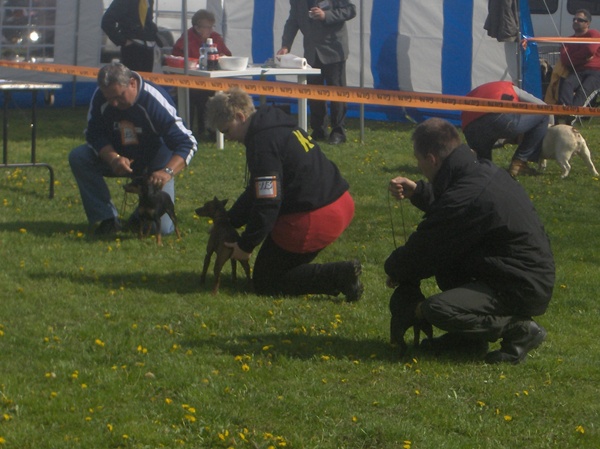 Gyula CAC trpe pinscher kp 6
