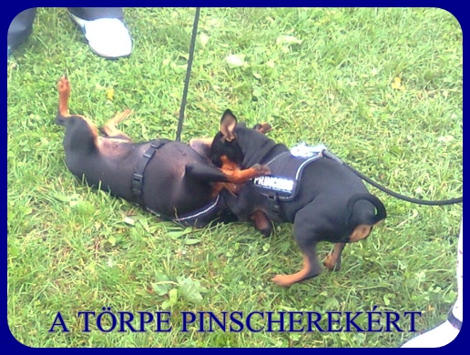 Kecskemt CAC trpe pinscher kp 1