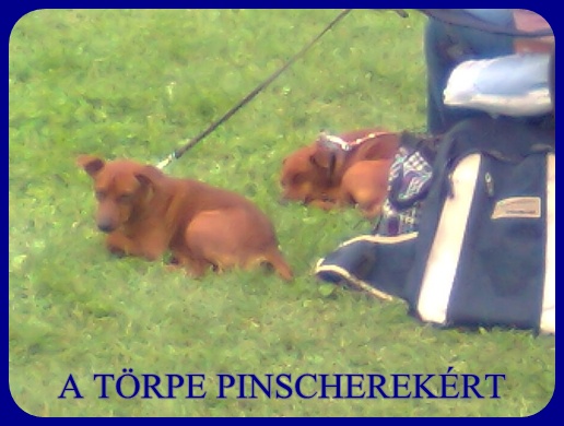 Kecskemt CAC trpe pinscher kp 2