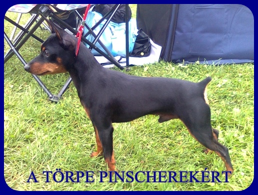 Kecskemt CAC trpe pinscher kp 3