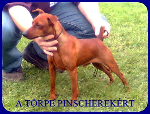 Kecskemt CAC trpe pinscher kp 4