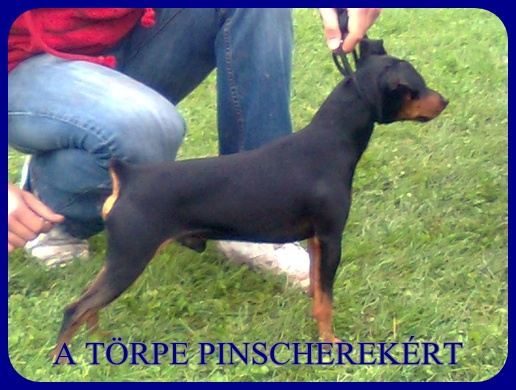 Kecskemt CAC trpe pinscher kp 5