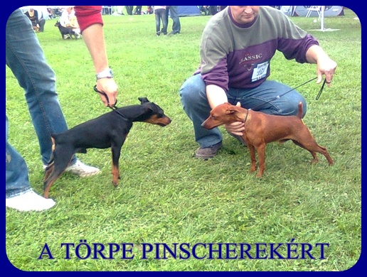 Kecskemt CAC trpe pinscher kp 6