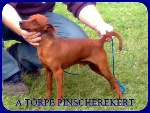 Kecskemt CAC trpe pinscher kp 7