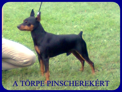 Kecskemt CAC trpe pinscher kp 8