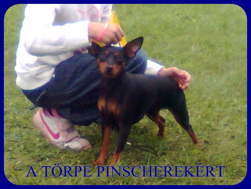 Kecskemt CAC trpe pinscher kp 10