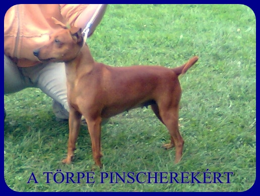 Kecskemt CAC trpe pinscher kp 11