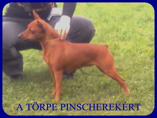 Kecskemt CAC trpe pinscher kp 12