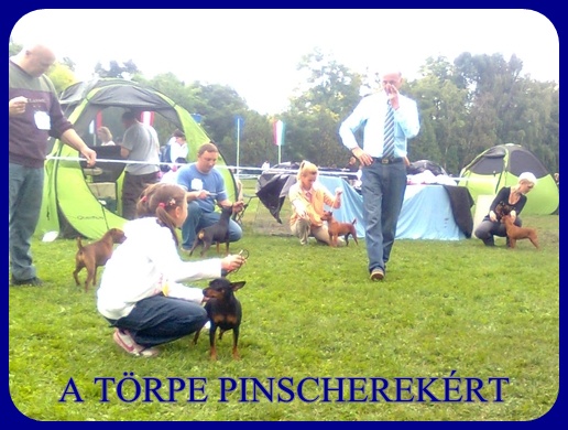 Debrecen jszakai CAC trpe pinscher kp 13