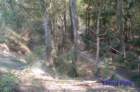 dsc_0006small_small.jpg