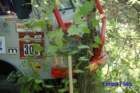 dsc_0160small_small.jpg