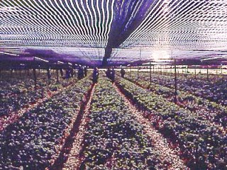 A farm