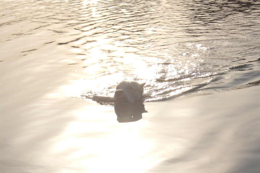 rico033900.jpg