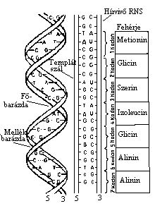 Az oldal megnyitshoz kattintson ide! Genetika s az let