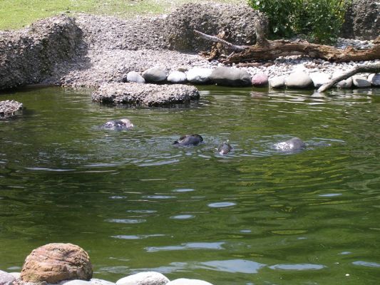 Teljes m�ret� k�p megtekint�se