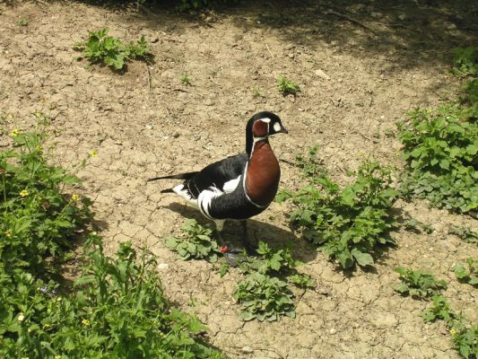 Teljes m�ret� k�p megtekint�se