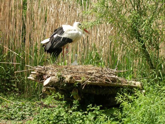 Teljes m�ret� k�p megtekint�se