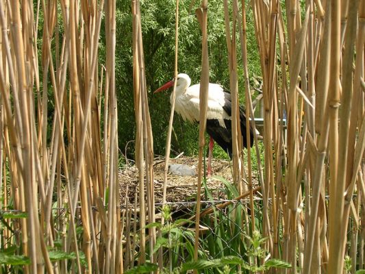 Teljes m�ret� k�p megtekint�se