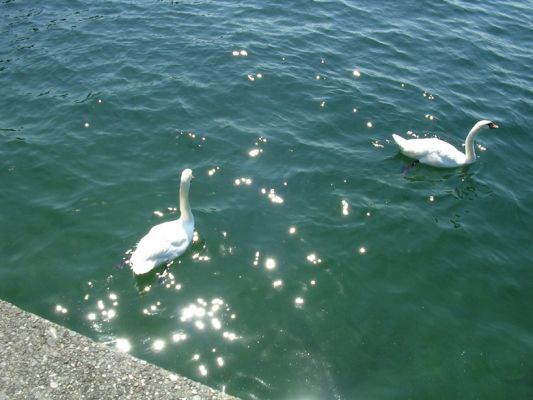 Teljes m�ret� k�p megtekint�se