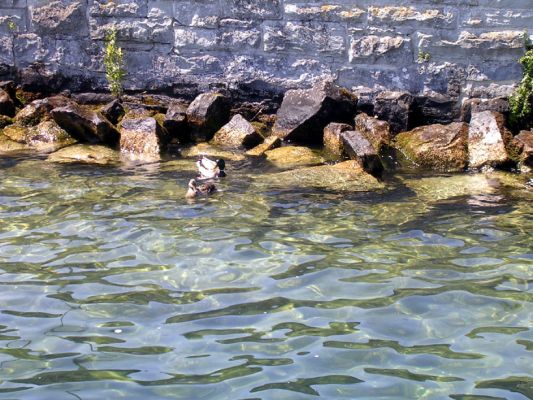 Teljes m�ret� k�p megtekint�se