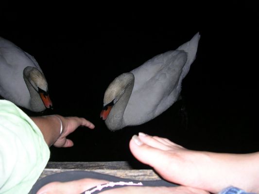 Teljes m�ret� k�p megtekint�se