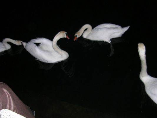 Teljes m�ret� k�p megtekint�se