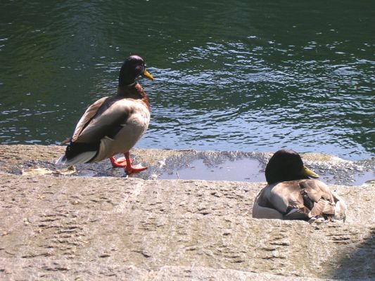 Teljes m�ret� k�p megtekint�se