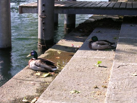 Teljes m�ret� k�p megtekint�se