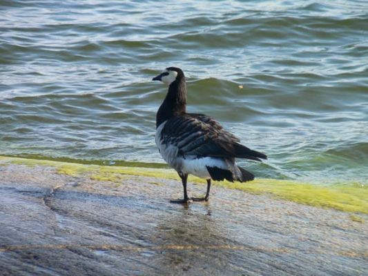 Teljes m�ret� k�p megtekint�se