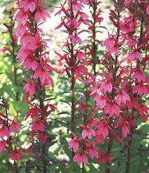 lobelia