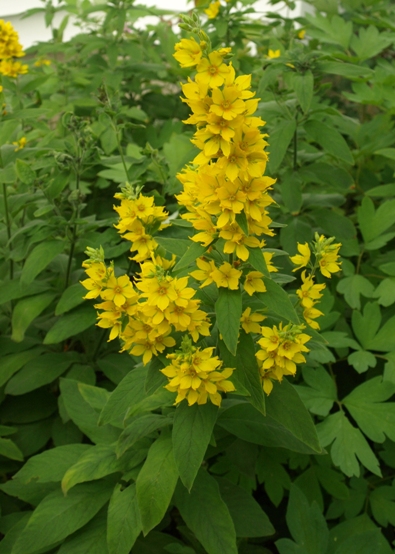 lysimachia