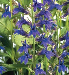 lobelia