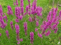 lythrum