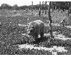 medvefarm_004.jpg