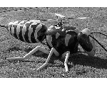 okorsegek1.jpg