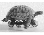 okorsegek32.jpg