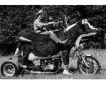 auto83.jpg