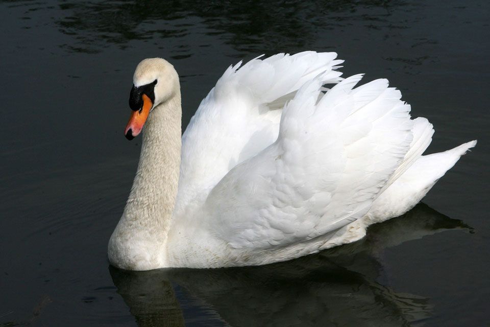 hattyú