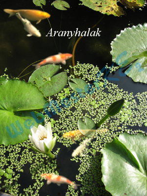 aranyhalak.jpg