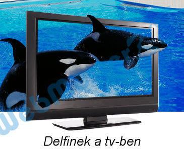 delfinek.jpg
