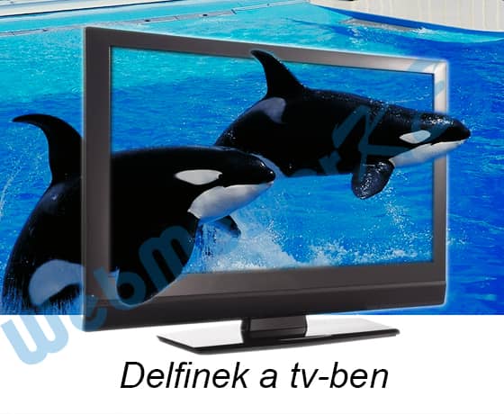 delfinek.jpg