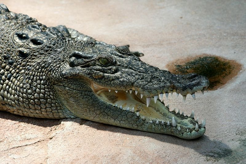 Krokodil Zoo