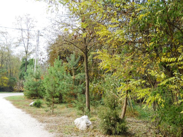 photo62.jpg