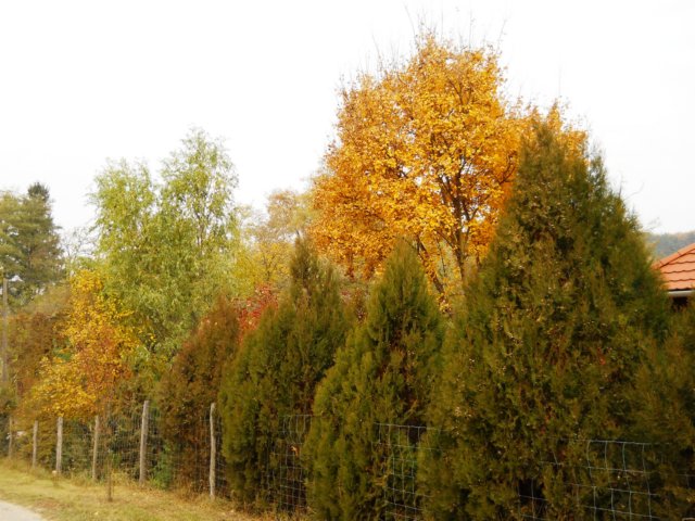 photo66.jpg