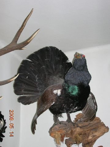 photo67.jpg