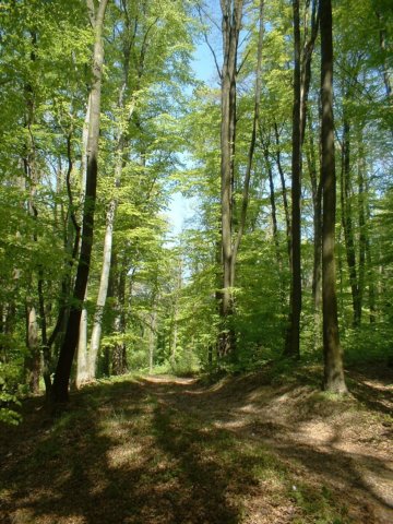 dscf0391.jpg