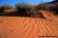 Mllner Pter: Szlnyomok a homokban
